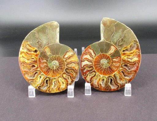 Ammonite