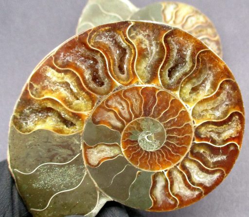 Ammonite