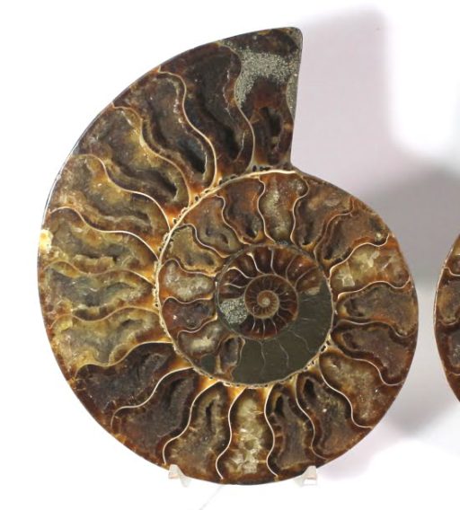 Ammonite set from Madagascar