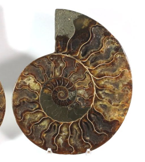 Ammonite set from Madagascar