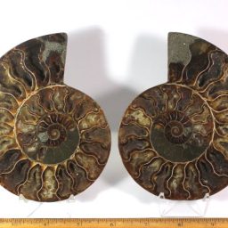 Ammonite set from Madagascar