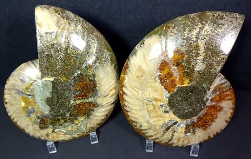 Ammonite set from Madagascar