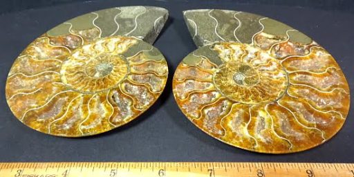 Ammonite set from Madagascar