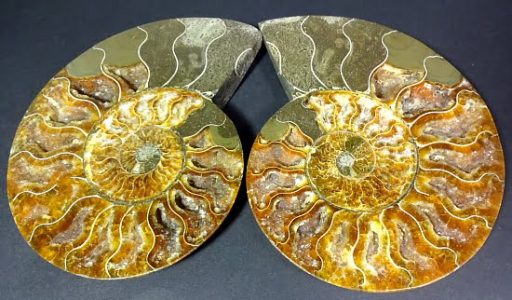 Ammonite set from Madagascar