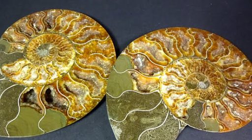 Ammonite set from Madagascar