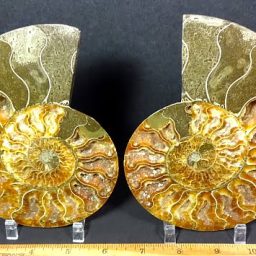 Ammonite set from Madagascar