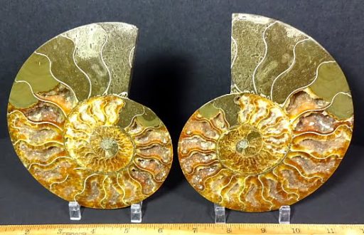 Ammonite set from Madagascar