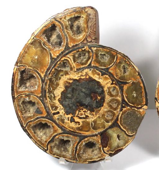 Ammonite set from Madagascar