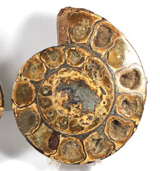 Ammonite set from Madagascar