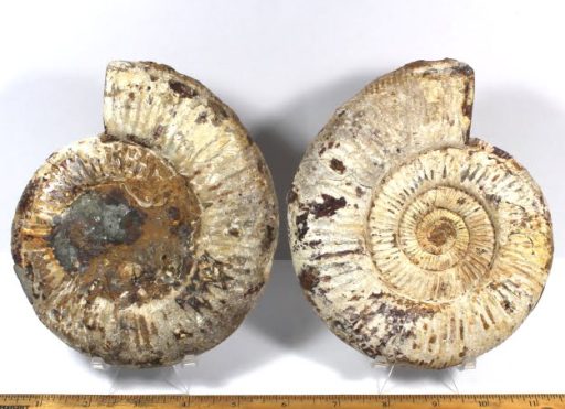 Ammonite set from Madagascar