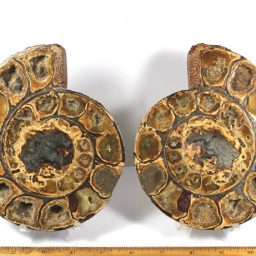 Ammonite set from Madagascar