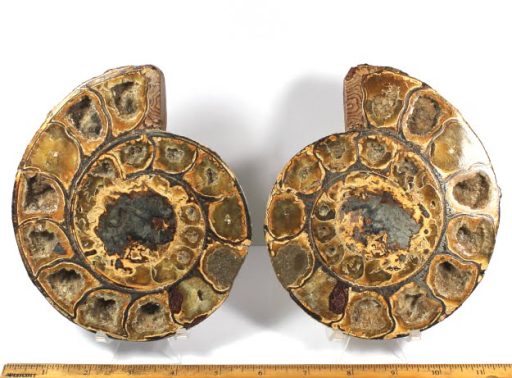 Ammonite set from Madagascar