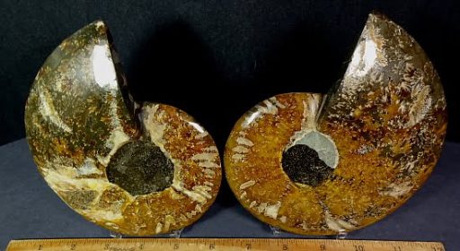 fo162 Ammonite Set