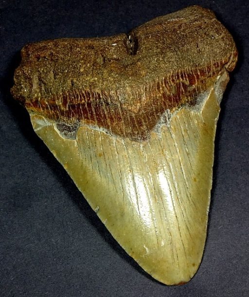 Megladon Fossil Tooth