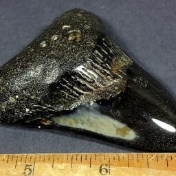 Megalodon Fossil Tooth