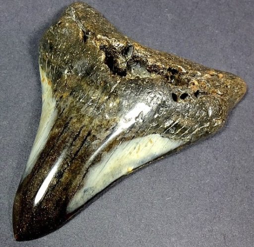 Megalodon Fossil Tooth