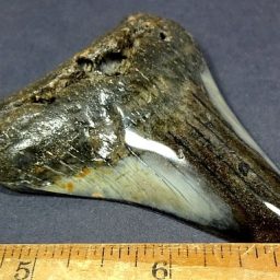 Megalodon Fossil Tooth