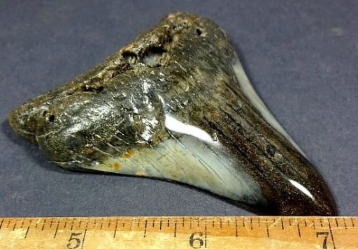 Megalodon Fossil Tooth