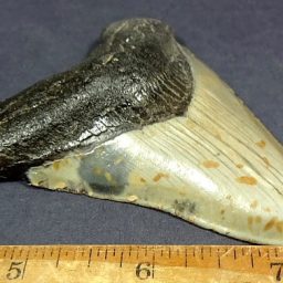 Megalodon Fossil Tooth