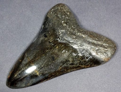 Megalodon Fossil Tooth