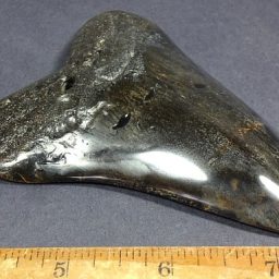 Megalodon Fossil Tooth