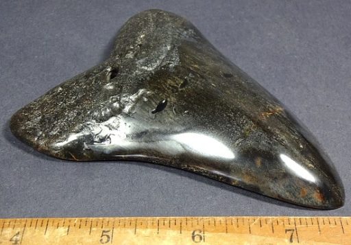 Megalodon Fossil Tooth