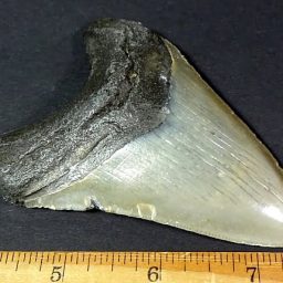 fossil Shark Tooth from the Megalodon Shark