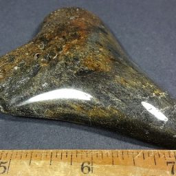 Megalodon Fossil Tooth