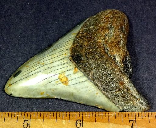 fossil Shark Tooth from the Megalodon Shark