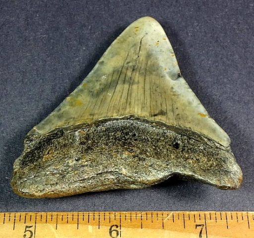 fossil Shark Tooth from the Megalodon Shark