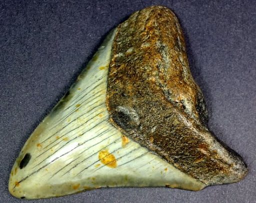 fossil Shark Tooth from the Megalodon Shark