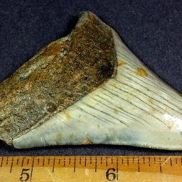 fossil Shark Tooth from the Megalodon Shark