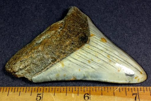 fossil Shark Tooth from the Megalodon Shark