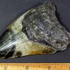 fossil Shark Tooth from the Megalodon Shark