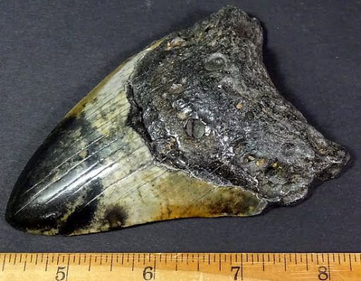 fossil Shark Tooth from the Megalodon Shark