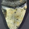 fossil Shark Tooth from the Megalodon Shark