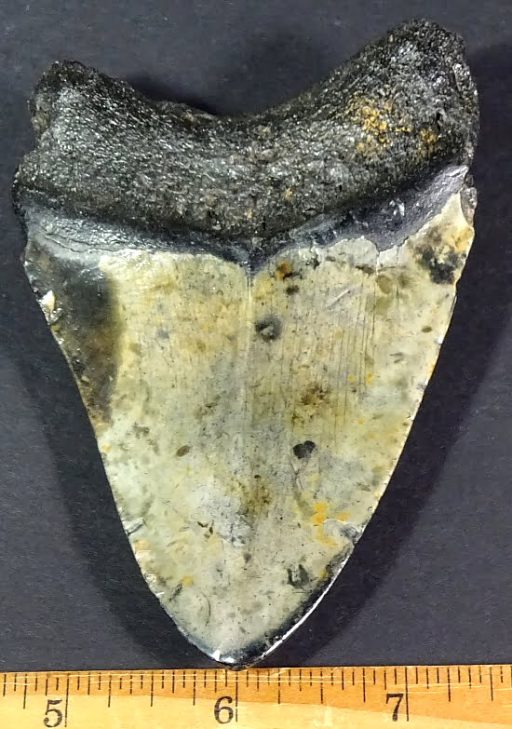 fossil Shark Tooth from the Megalodon Shark