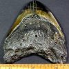 fossil Shark Tooth from the Megalodon Shark