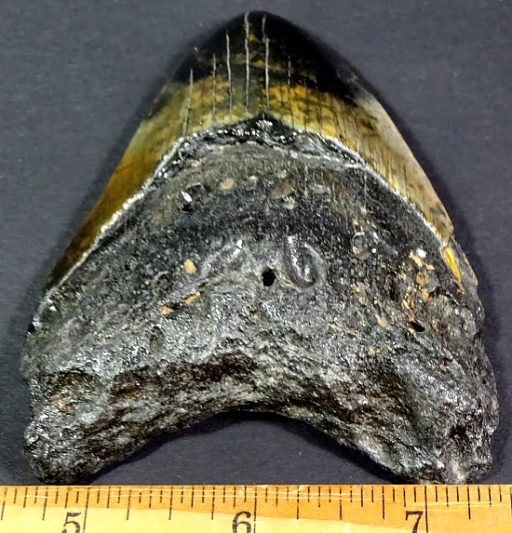 fossil Shark Tooth from the Megalodon Shark