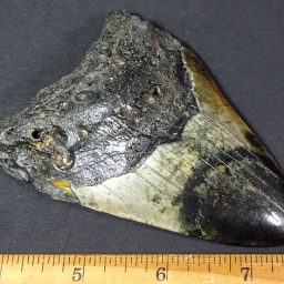 fossil Shark Tooth from the Megalodon Shark