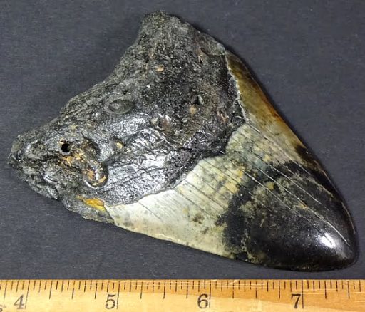 fossil Shark Tooth from the Megalodon Shark