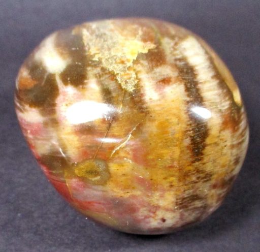 Petrified Wood