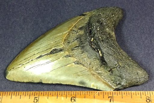 fossil Shark Tooth from the Megalodon Shark