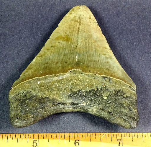 fossil Shark Tooth from the Megalodon Shark