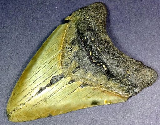 fossil Shark Tooth from the Megalodon Shark