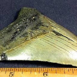 fossil Shark Tooth from the Megalodon Shark