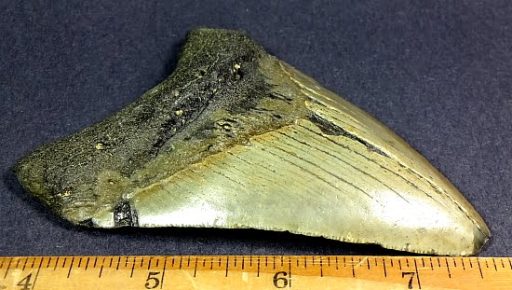 fossil Shark Tooth from the Megalodon Shark