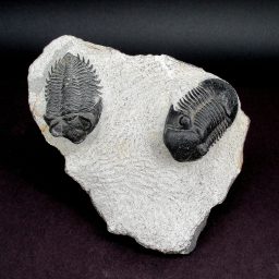 TRILOBITE