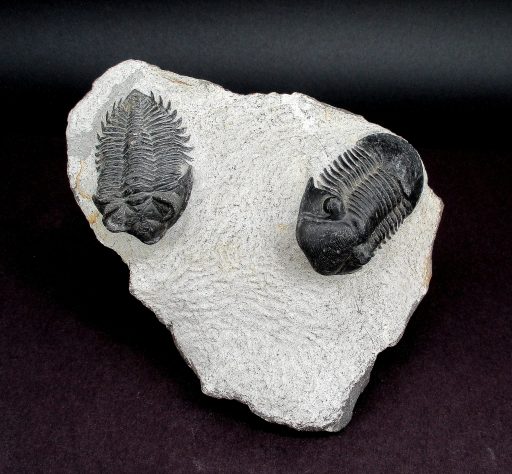 TRILOBITE