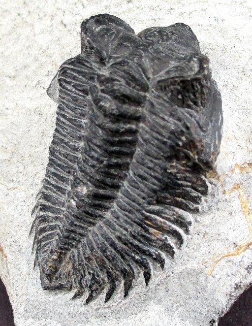 TRILOBITE